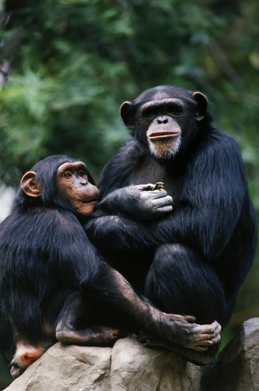 Photo of chimpanzee in wildlife documentary