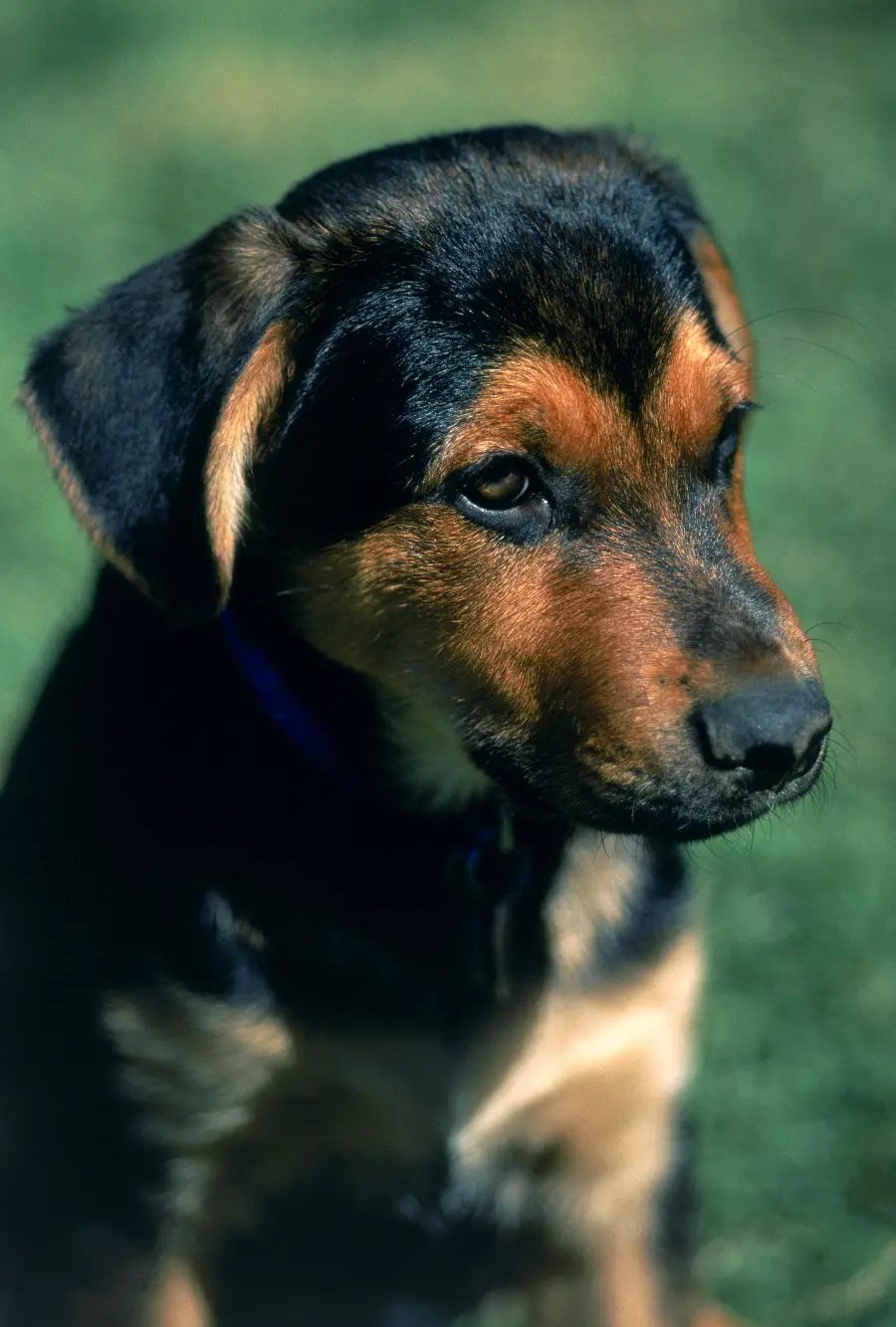 Photo of puppy in wildlife documentary