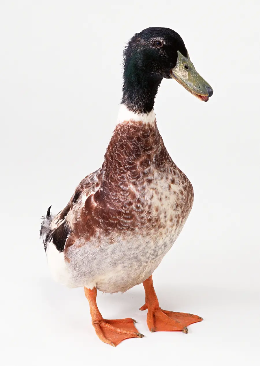 Animal Studio Photo