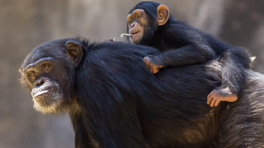 Photo of Baby Chimpanzee on Mother's Shoulder in the Wild