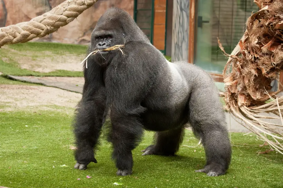 Big silverback gorilla in the zoo