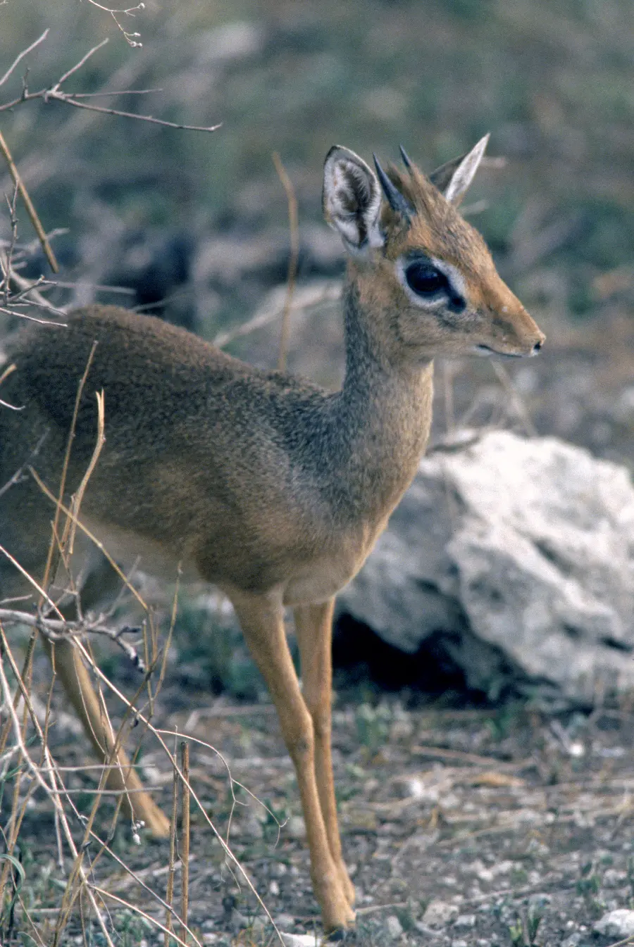 Photo of deer and fast animals