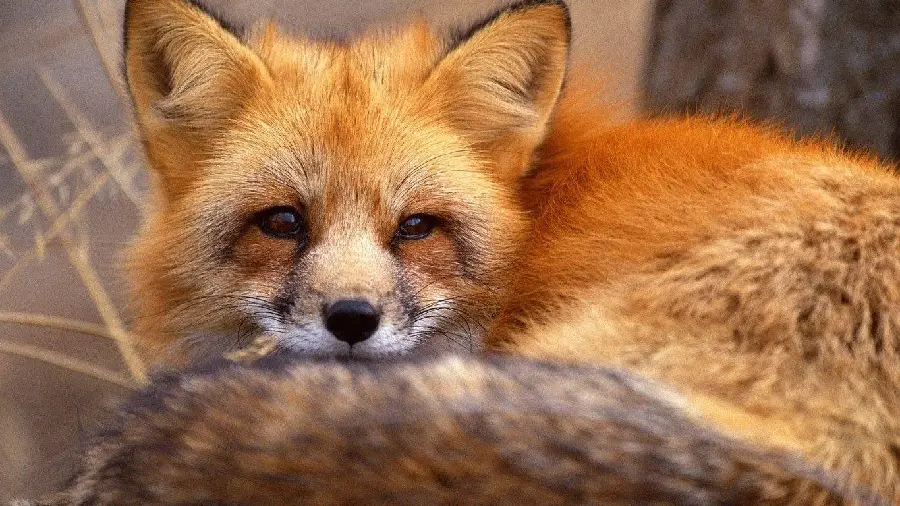 Amazing and amazing wallpaper of a furry and cute fox