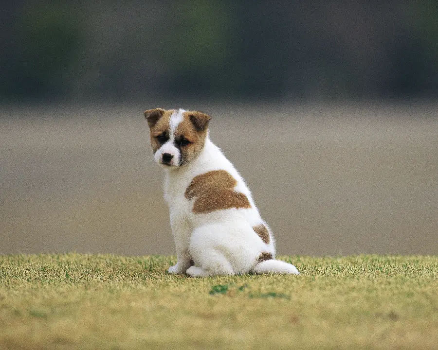 Dog and Cat Pet Background
