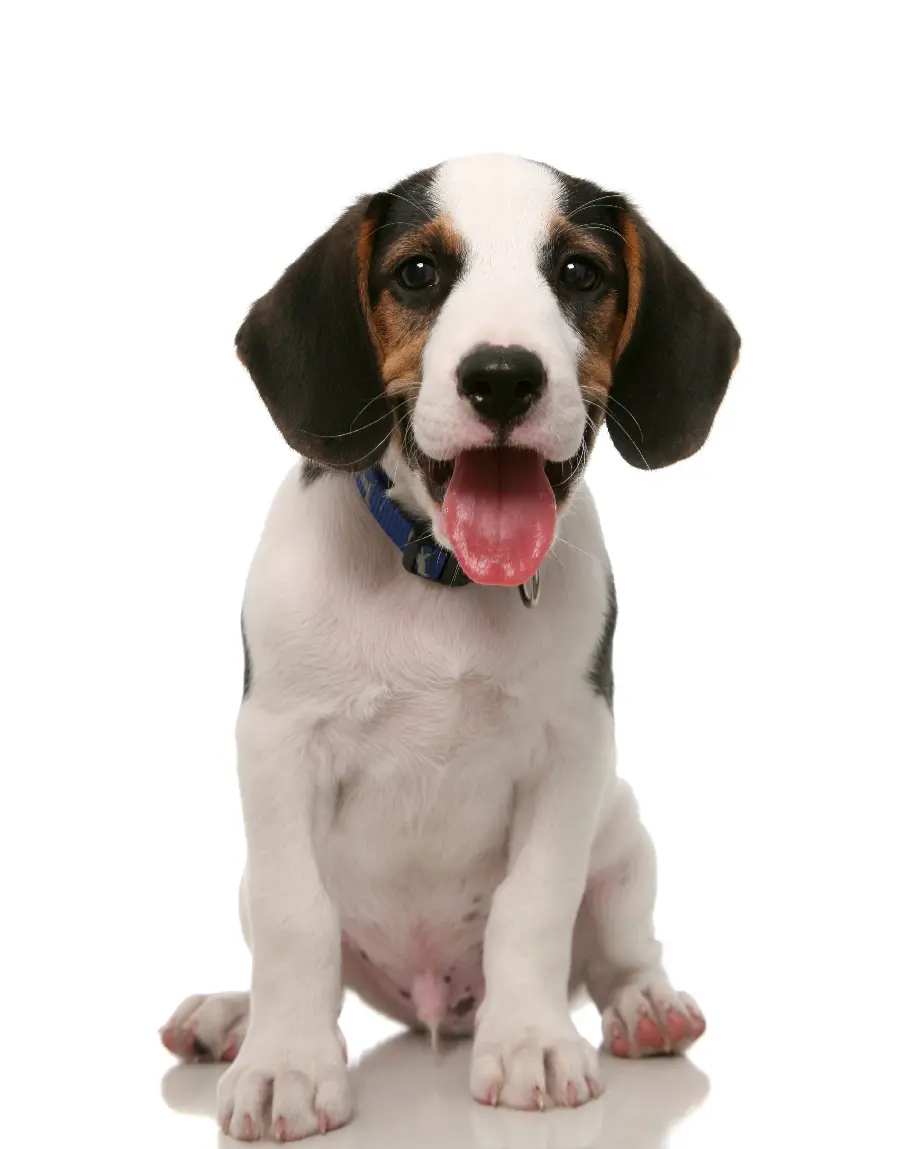Funny Dog Photo on White Background