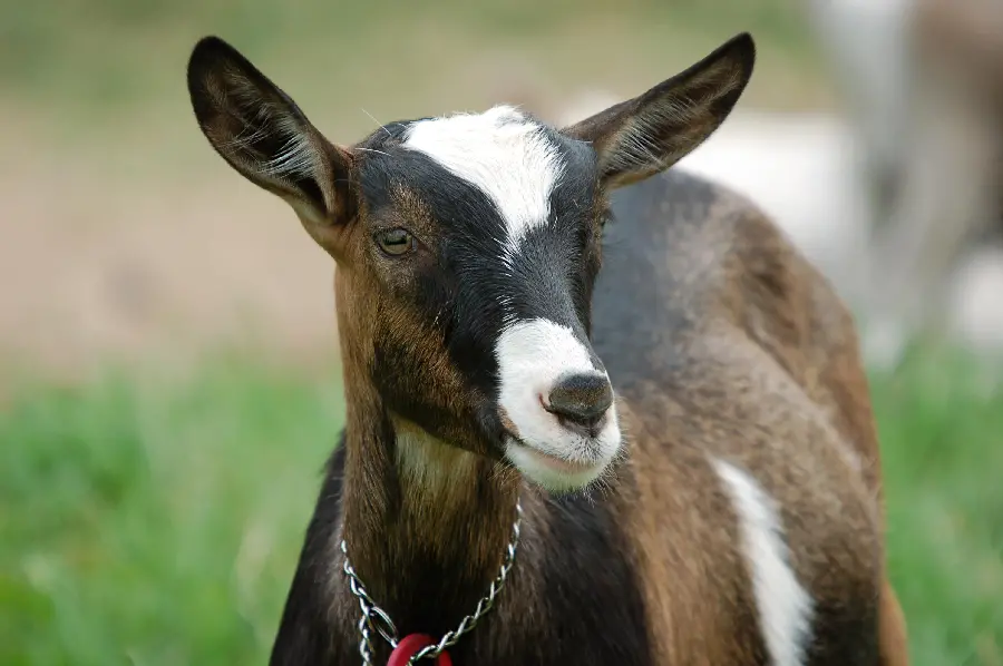 Download Real Goat Profile Picture High Quality