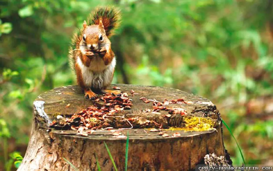 Funny Crazy Animal