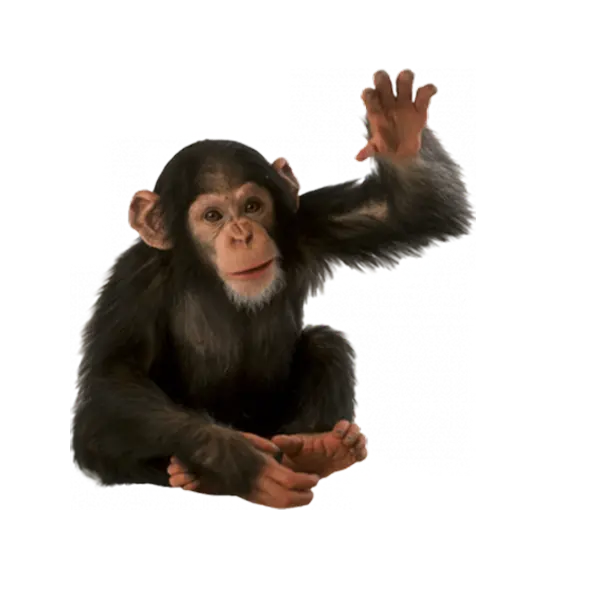Cute chimpanzee baby photo without background cut out