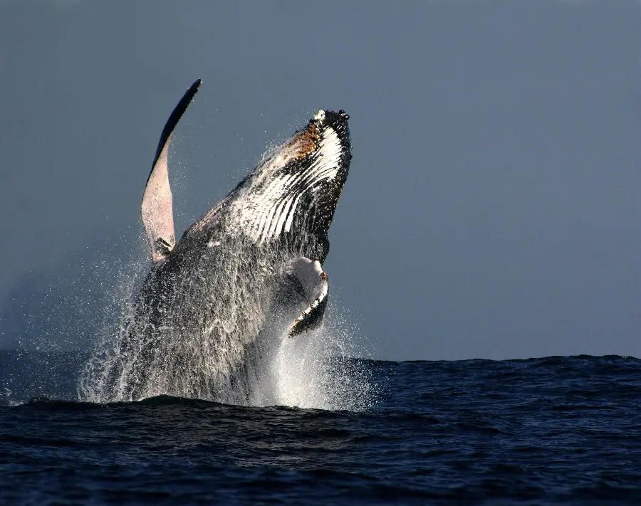 Photo of a whale and whale animals