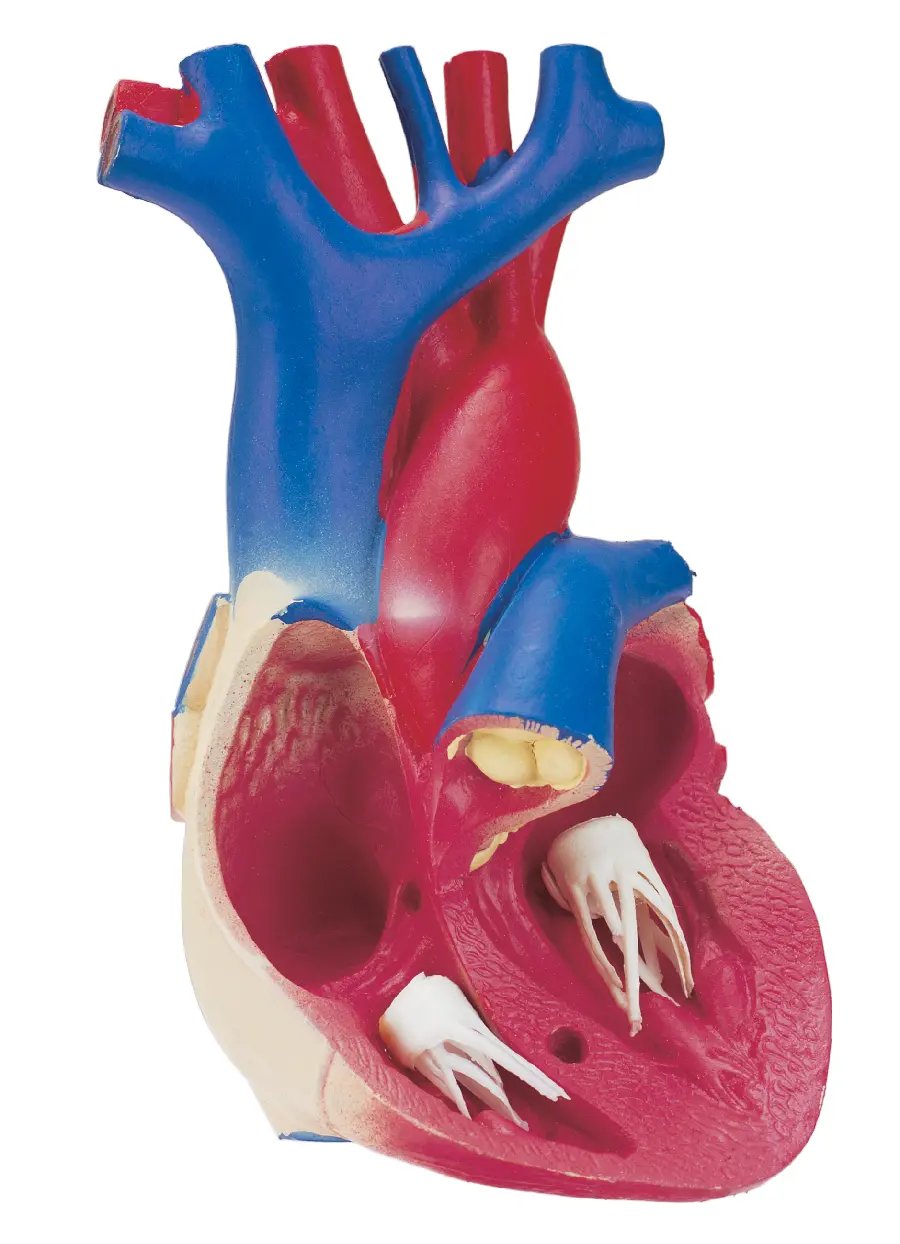 Photo of a heart cut in half