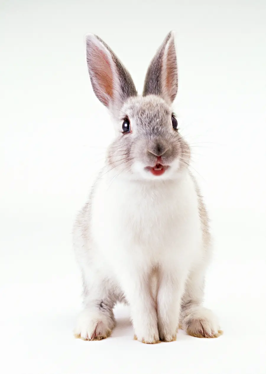 High quality rabbit photo in the studio