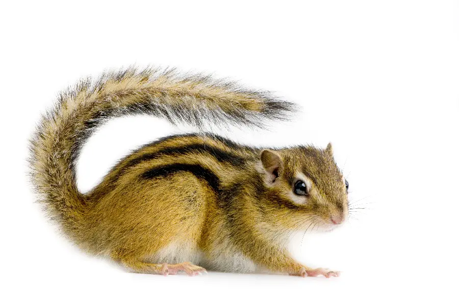 Animal studio photo