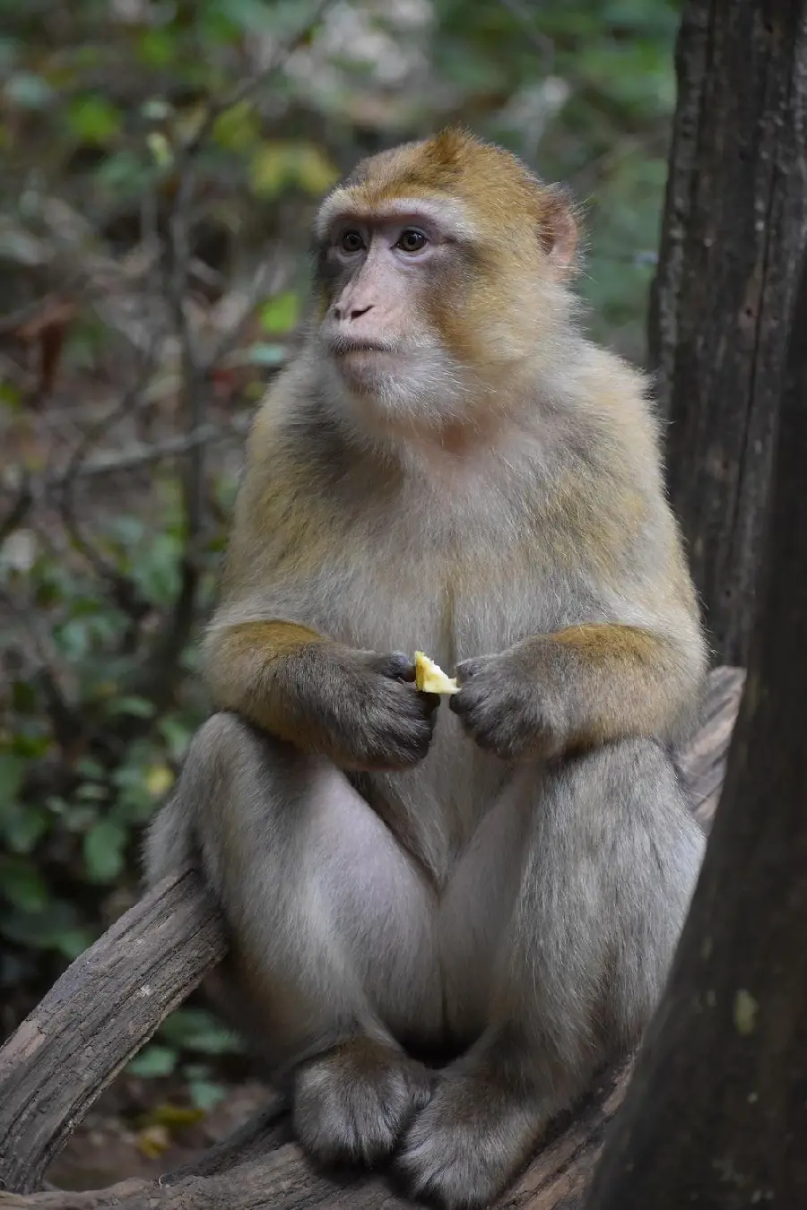 Standing monkey photo