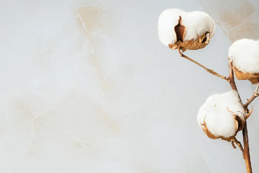 Download cotton flower bud photo in hd quality