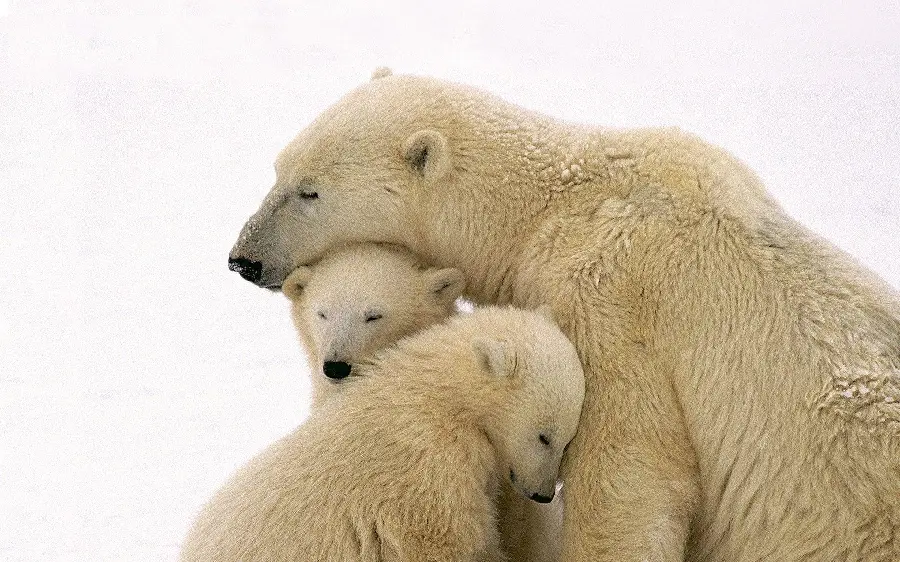 Cute White Polar Bear Family Wallpaper For Laptop Free Download