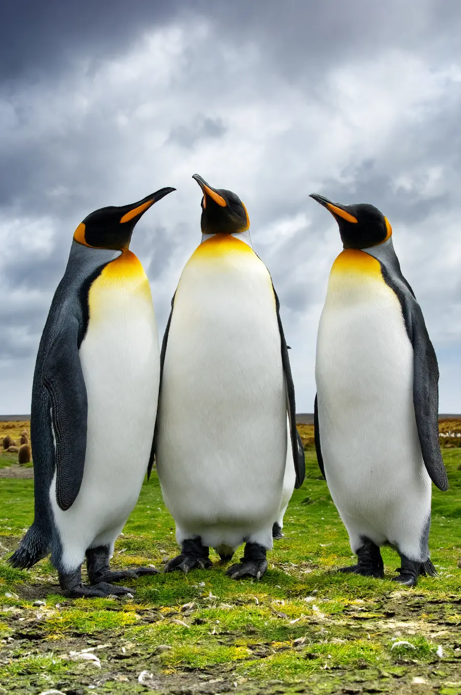 Photo of a penguin and penguin animals