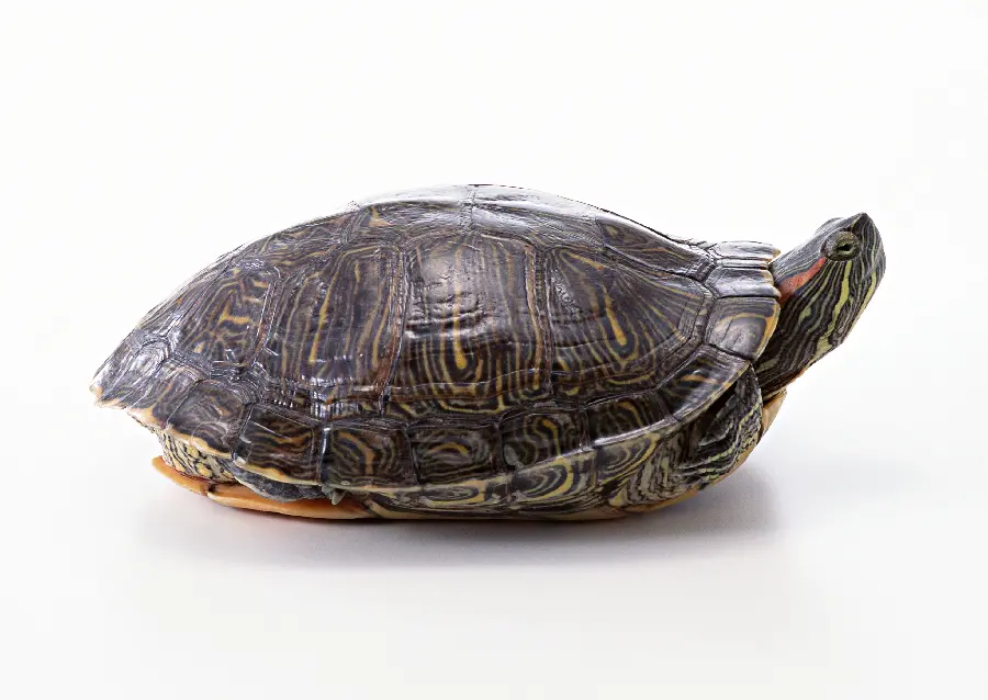 Turtle Profile Picture