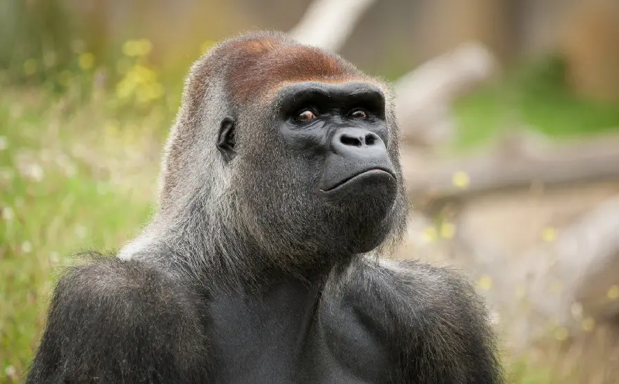 Funny and Interesting Face of Real Silverback Gorilla Suitable for Wallpaper and Profile