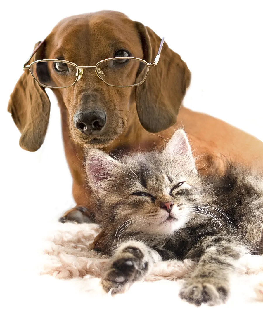 Cat and Dog Background