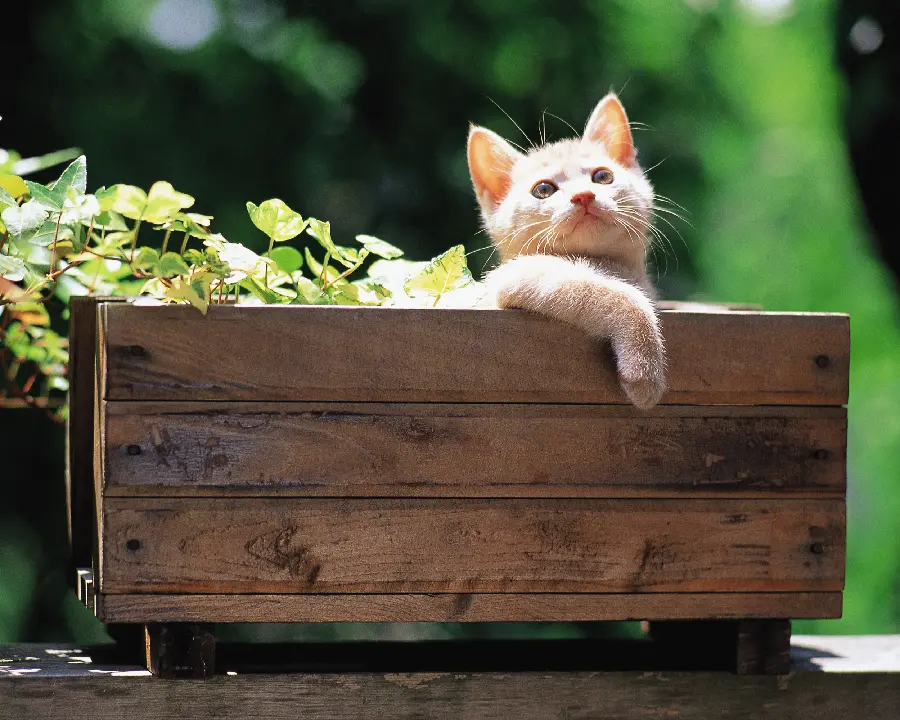 Dog and Cat Pets