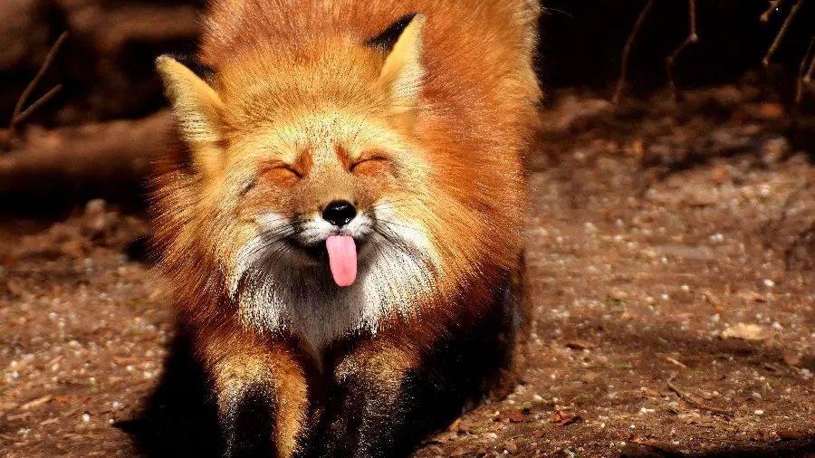 Cute and Funny Fox Wallpaper in Excellent Quality 4K