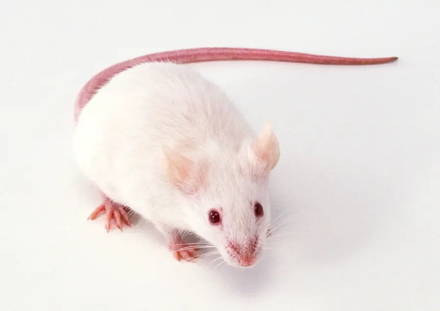 Mouse Studio Profile Photo