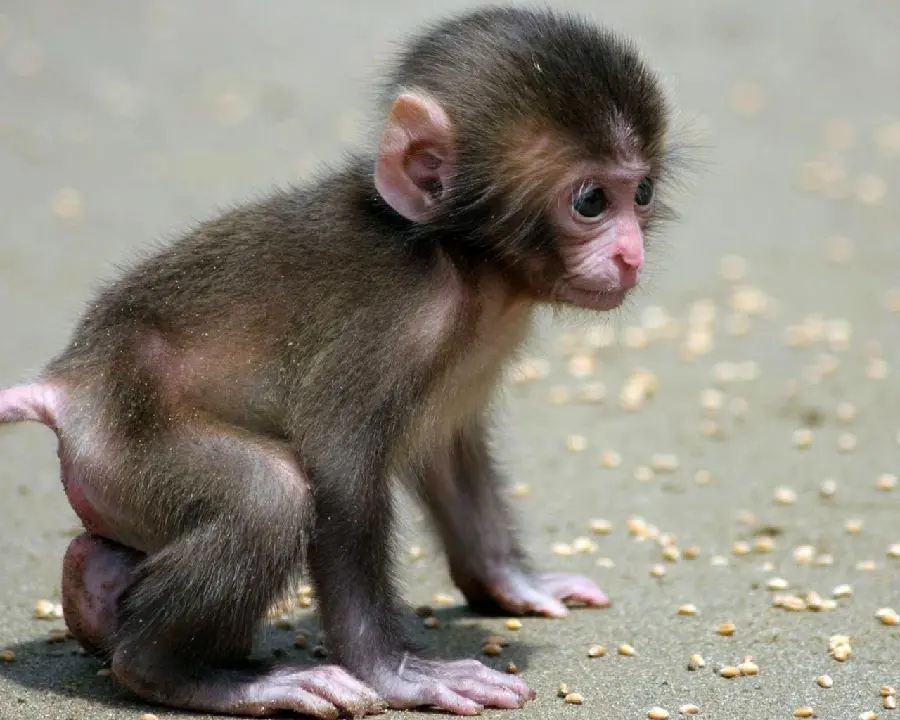 Funny monkey photo