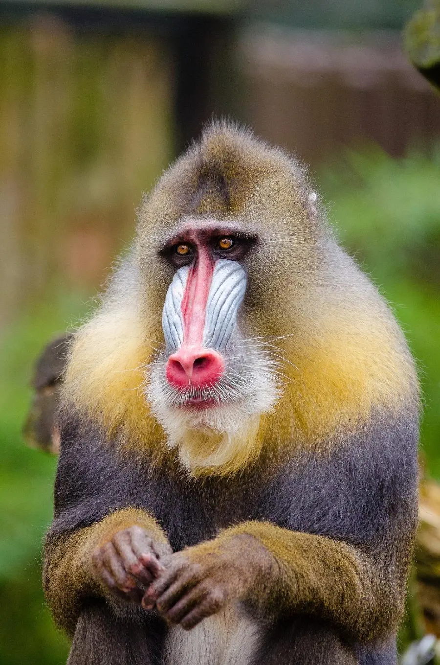 High quality photo of an adult baboon face