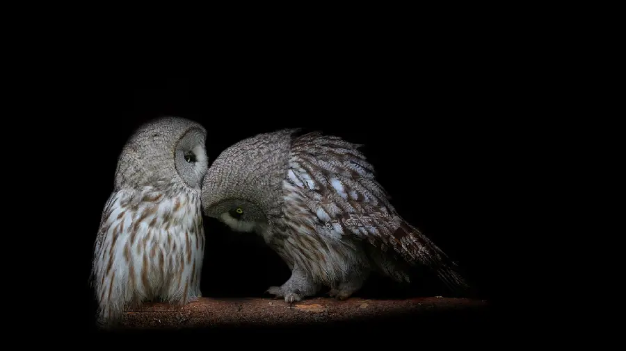 Dark Couple