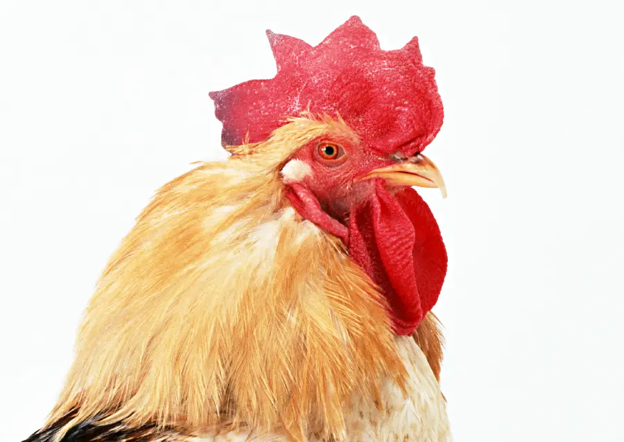 High quality close-up photo of a rooster's head