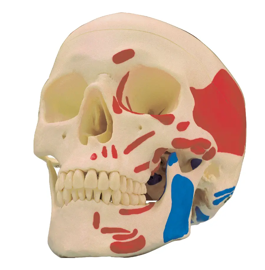 Photo of skull for research