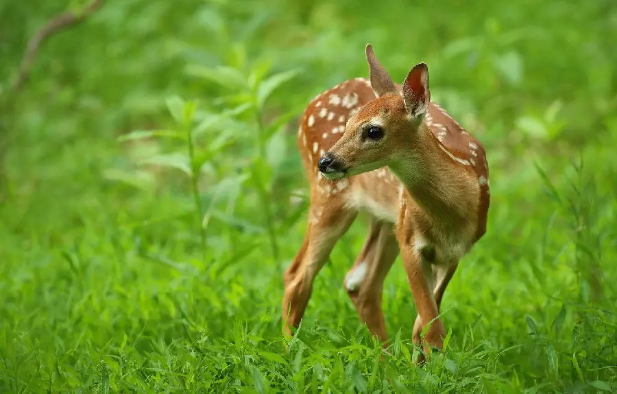 Download beautiful baby deer image in high quality