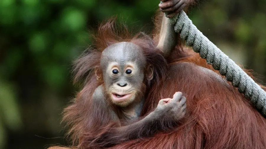 Funny photo of a baby orangutan