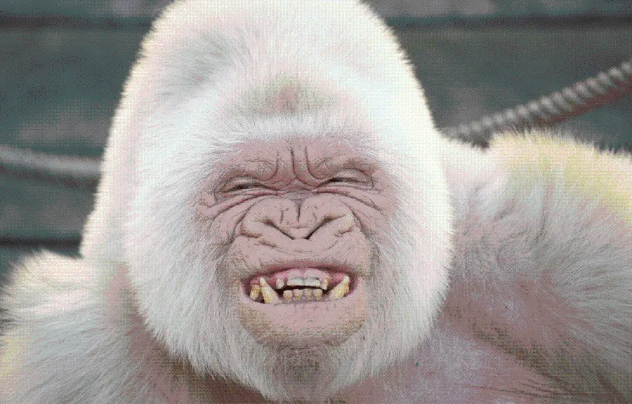 Photo of a smiling white gorilla suitable for a profile without HD