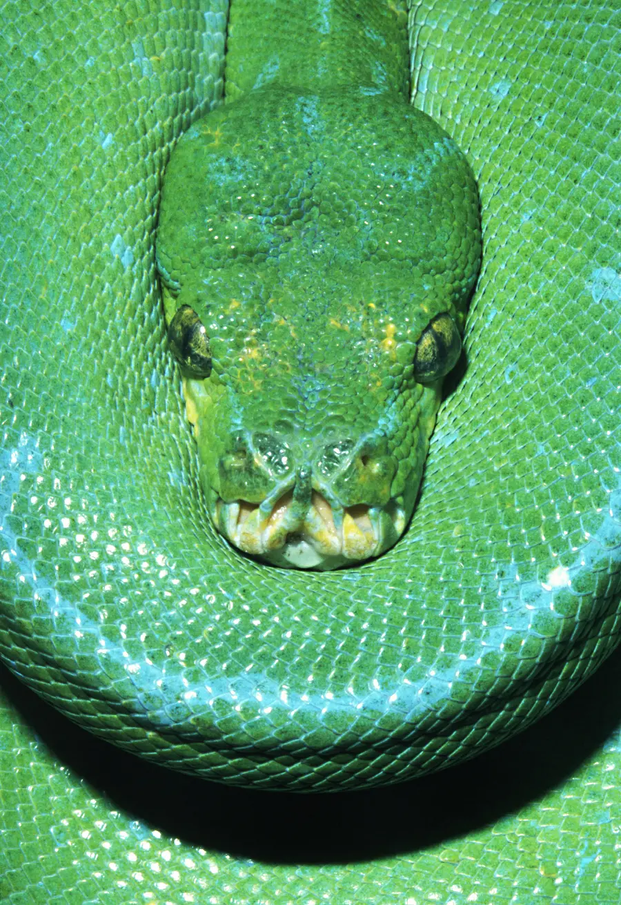 Rattlesnake in wildlife documentary