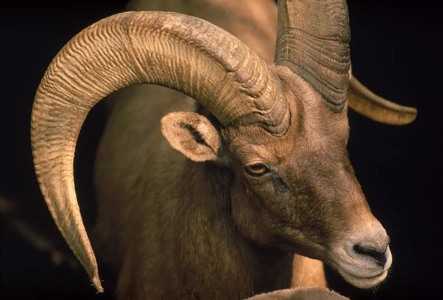 Photo of antelope in wildlife documentary