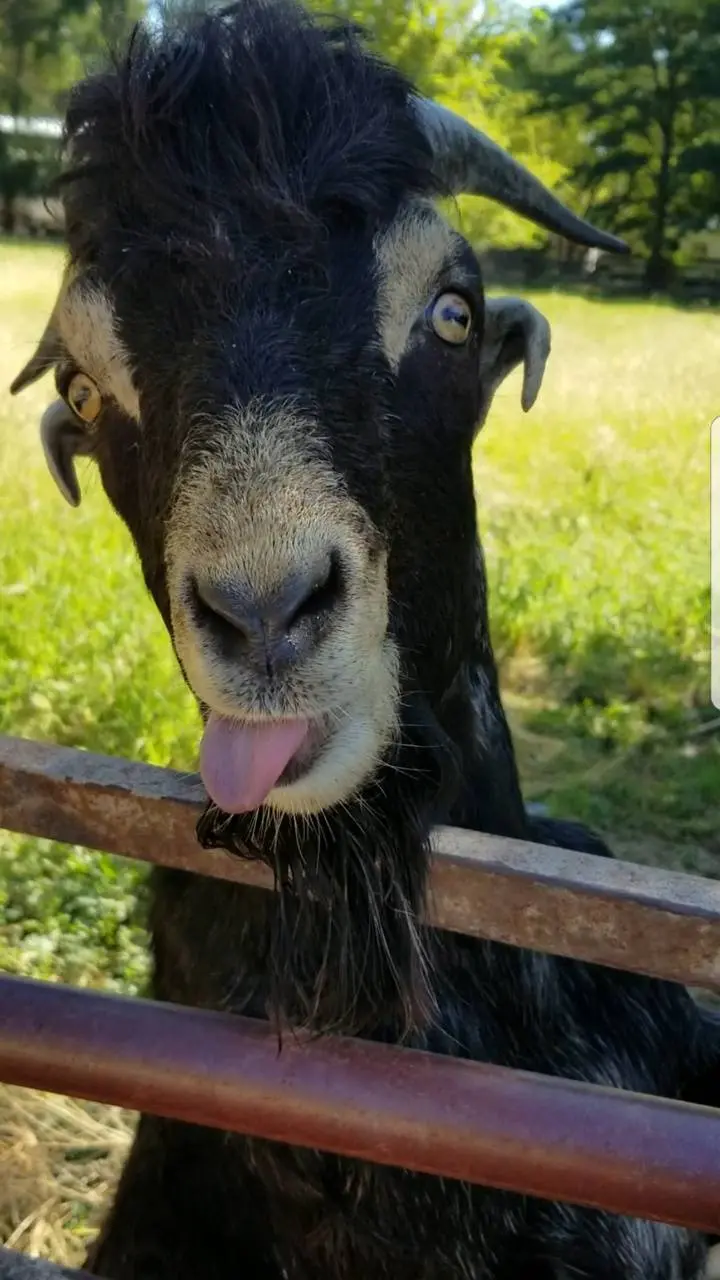 Funny black goat picture with quality