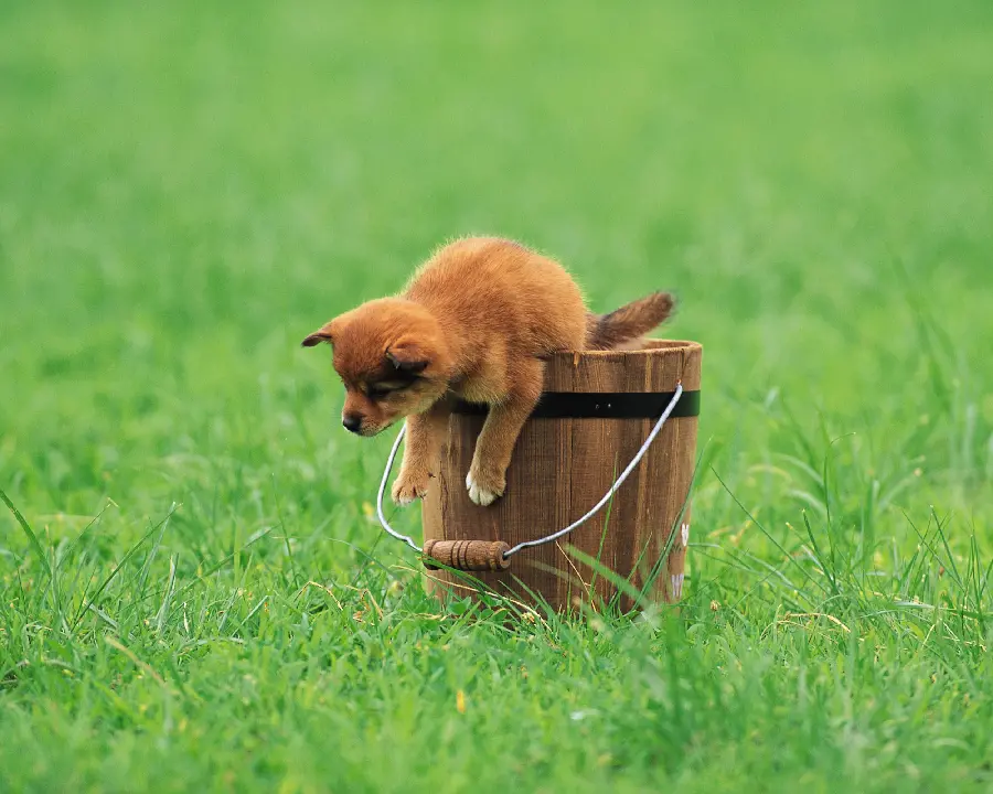 Interesting Animal Pictures