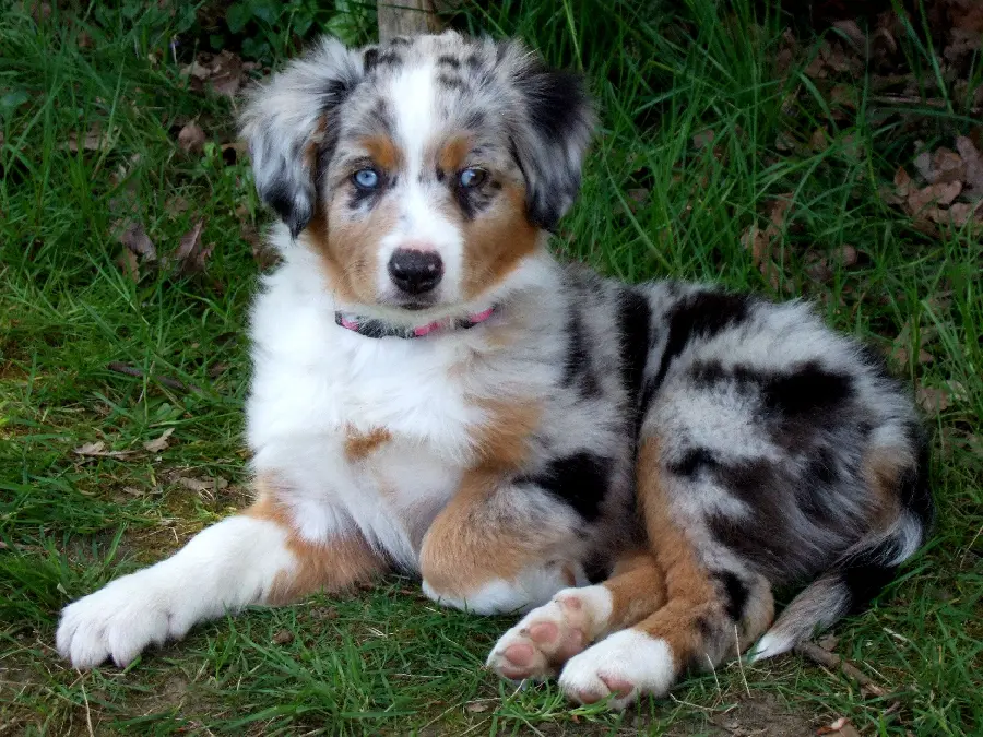 Blue Eyed Australian Shepherd Dog Photo