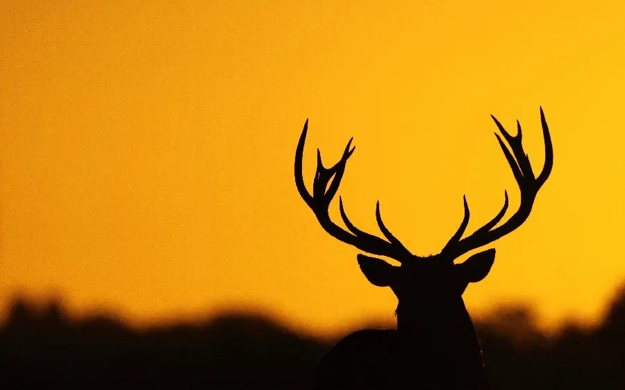 Photo of stag antlers in orange sunset for background and text writing