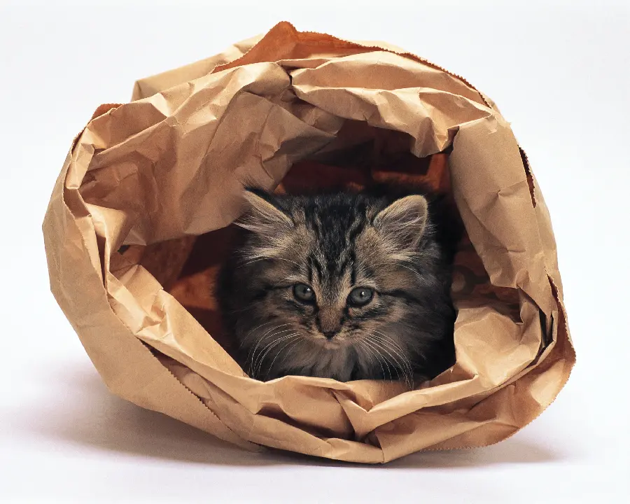 New and very sweet and cute cat profile pictures 2024