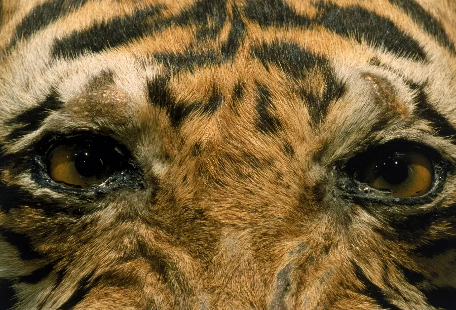 Wild animal photos and wild animals