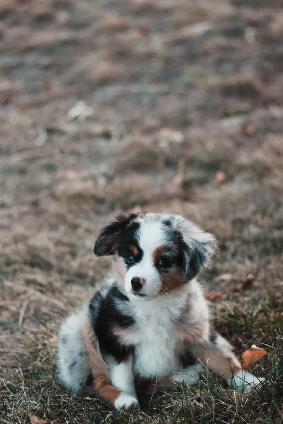 Australian Shepherd Dog Animal Background