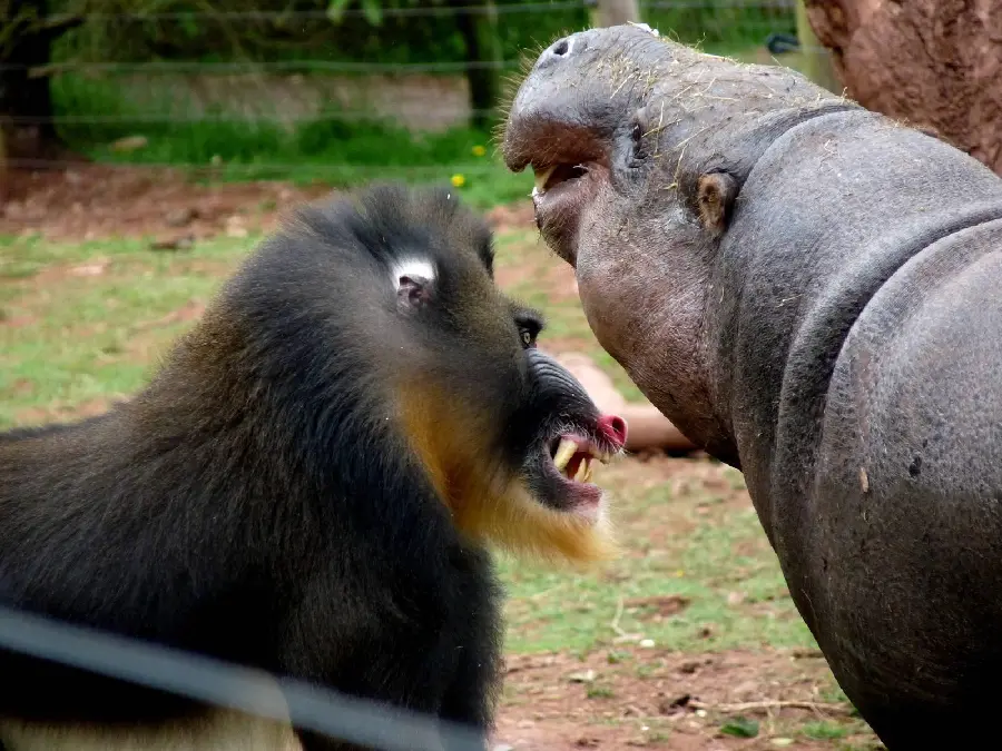 Mandrill or King Baboon Fighting with Hippo