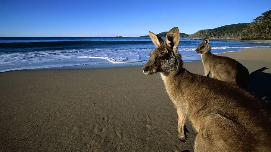 High quality picture of Australian kangaroos by the beach