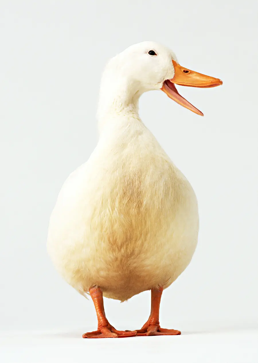Funny duck quality photo