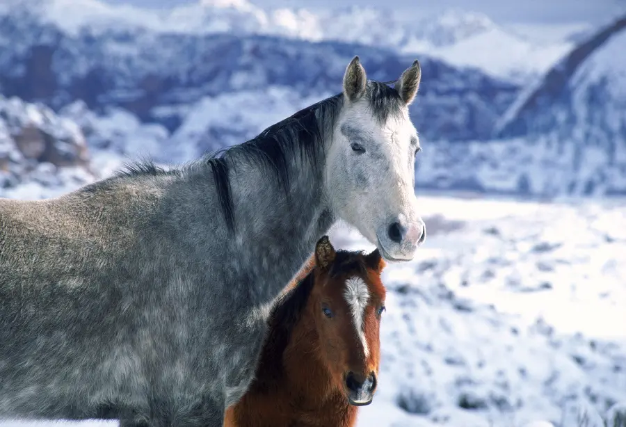 Photo of beautiful horse in wildlife documentary