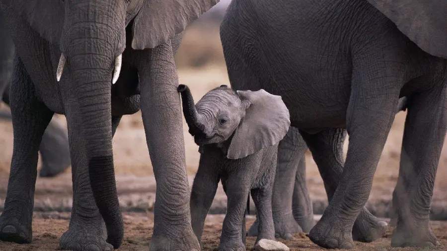 Photo of a small baby elephant next to a herd of large elephants