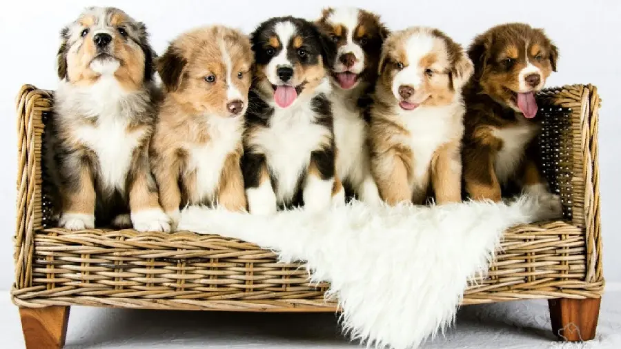 Download High Quality Australian Shepherd Puppy Wallpaper