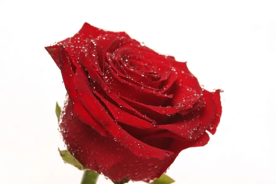 Photo of a red Dutch rose branch